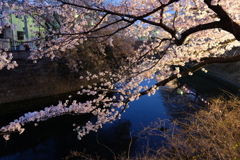 大岡川の桜