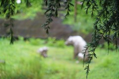 クマったものだなあ～