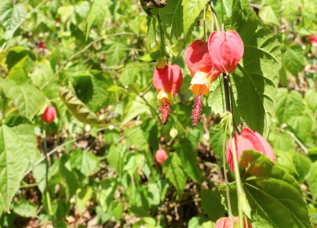 お花咲いてたけど何の花だろう？？