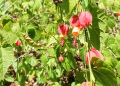 お花咲いてたけど何の花だろう？？
