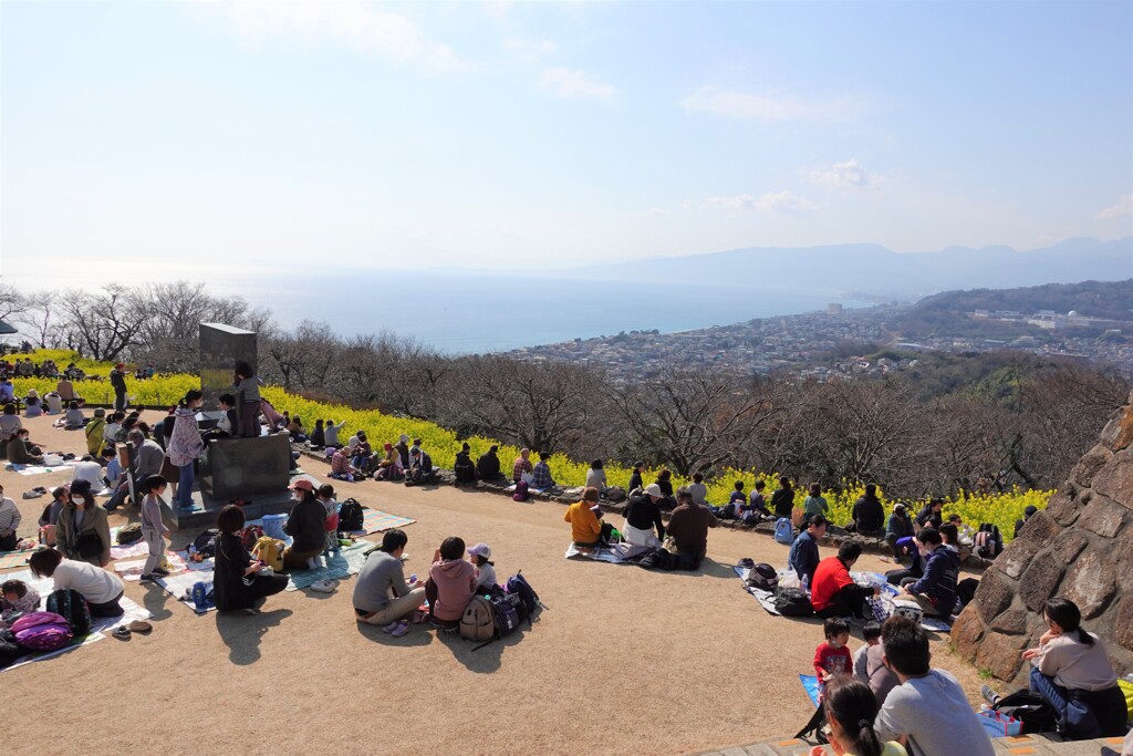 吾妻山の菜の花　菜の花も人も密