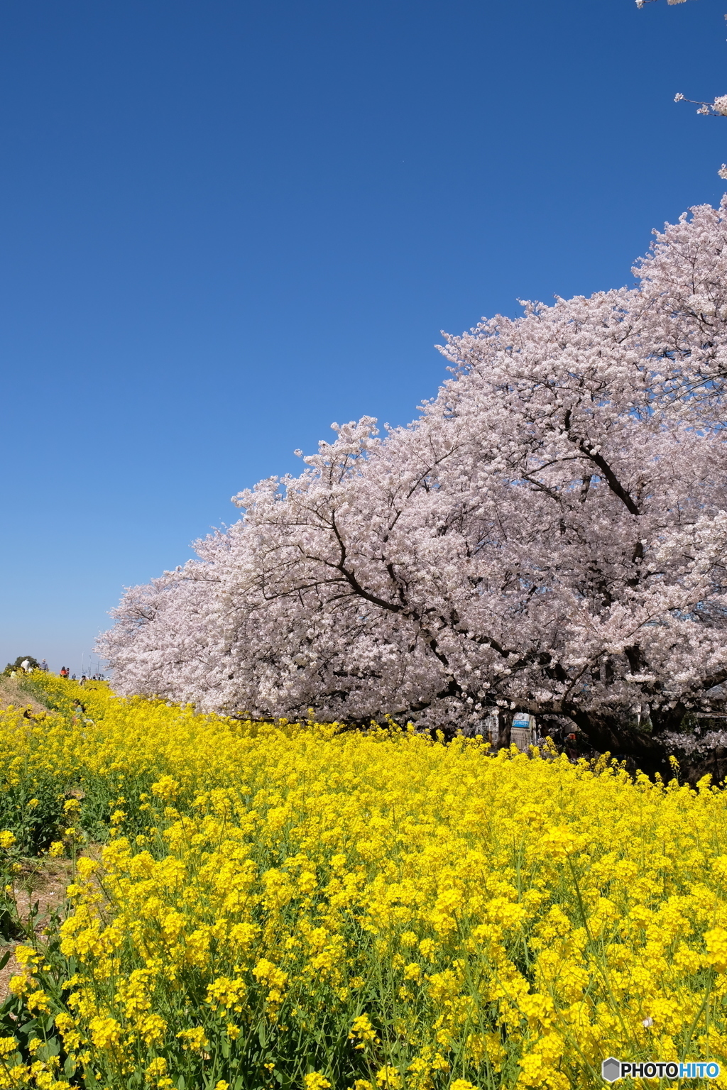 熊谷桜堤