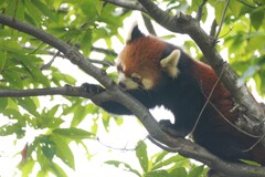 なんか甘そうだ。。