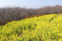 黄色のカーペット