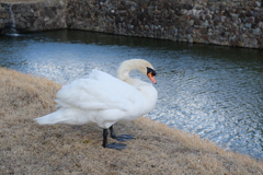 松本の白鳥のコブ太郎です