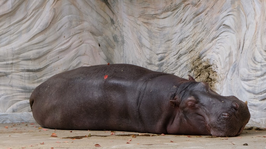 上野動物園のお昼寝カバサン