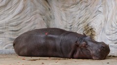 上野動物園のお昼寝カバサン