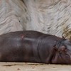 上野動物園のお昼寝カバサン
