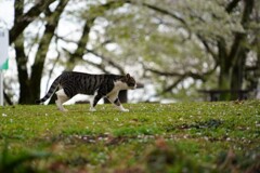 弘法山のにゃんこ