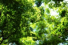 木漏れ日がすごい