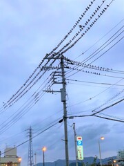 電線に何羽ならんでるの？　伊東四朗もびっくり