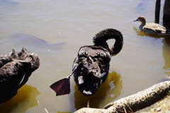 ブラックスワンだけどヨガにはまっているんだよ～　水魚のポーズ