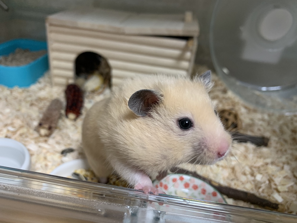 お口に含みすぎ