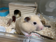 お口に含みすぎ