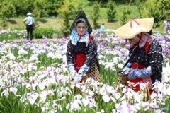 菖蒲園