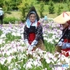 菖蒲園