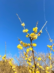 蝋梅がきれいすぎて狼狽