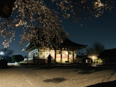 夜桜
