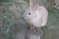 うさぎさん