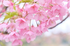 河津桜