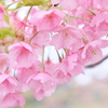 河津桜