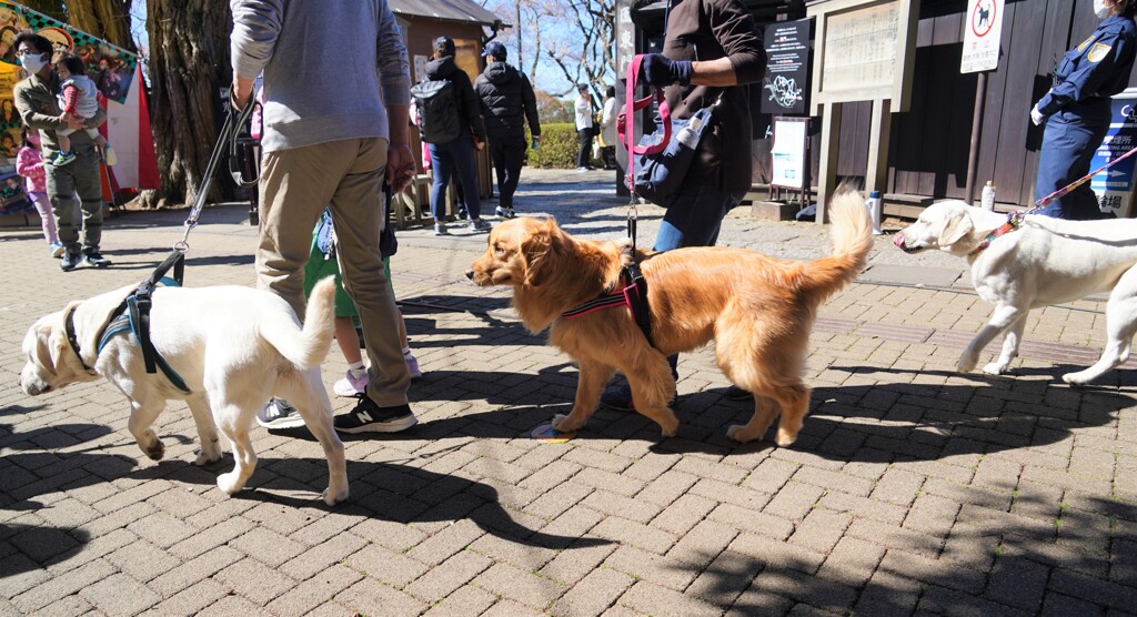 こちらも、犬のご老公！！！　助さん角さん懲らしめてやりなさい