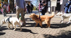 こちらも、犬のご老公！！！　助さん角さん懲らしめてやりなさい