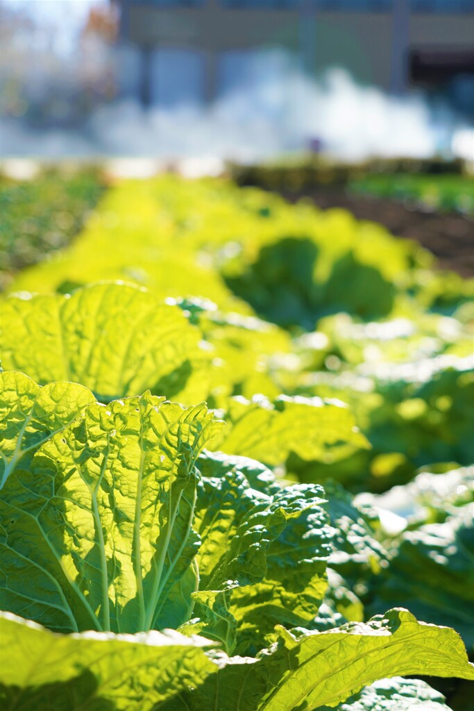 曽我丘陵の白菜