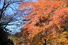 養老渓谷の紅葉