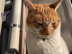 いつものにゃんこ