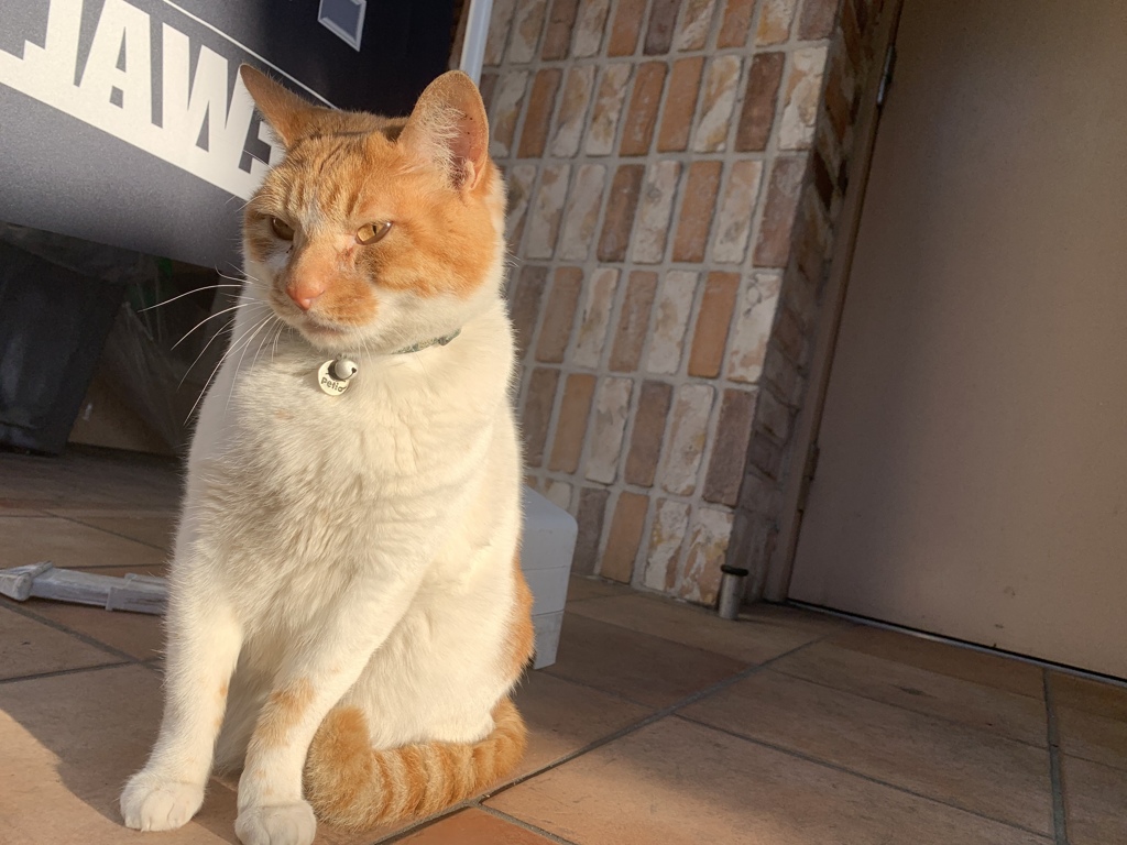 朝陽に横を向き斜に構えていみたにゃ〜