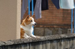 お留守わん