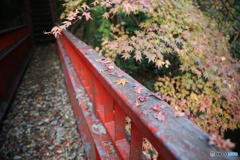 亀山湖　紅葉