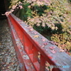 亀山湖　紅葉