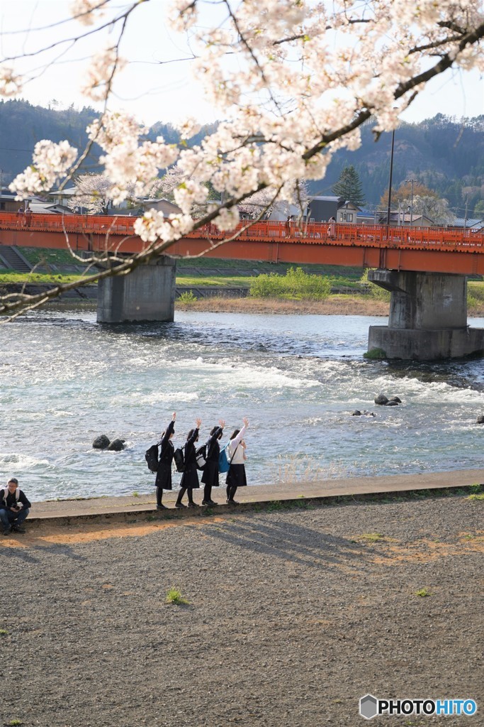 桜好きな人～？？？　「は～い！！」