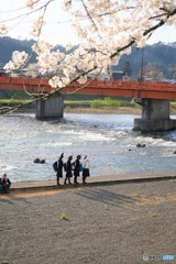 桜好きな人～？？？　「は～い！！」