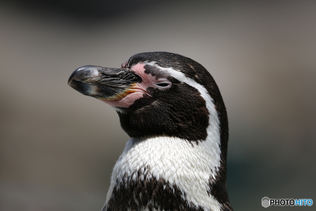 ペンギンも春は眠い