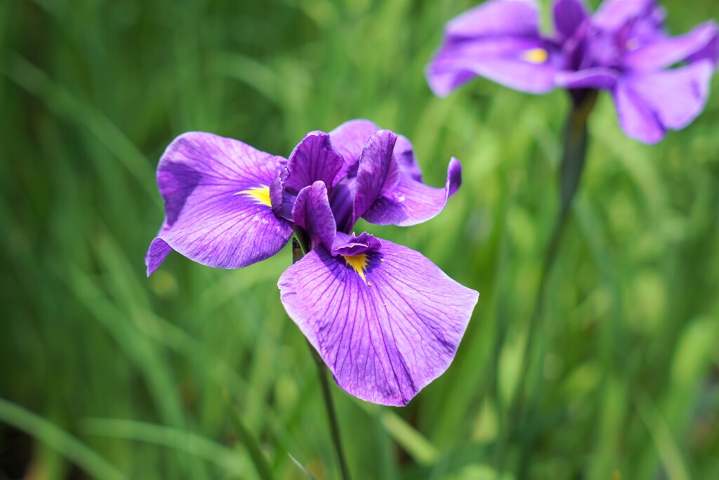 アヤメ　→　菖蒲