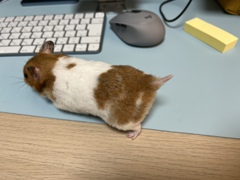 妖怪センサーがピーンな感じ