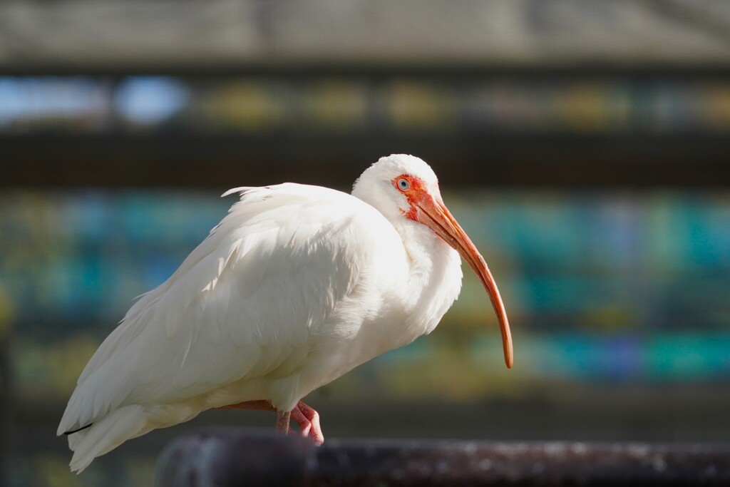 花鳥園