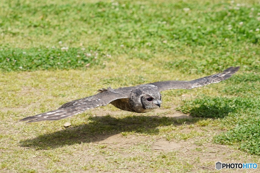 低空飛行  ガルマが乗ってそうな感じですね！
