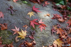 もみじ　昭和記念公園