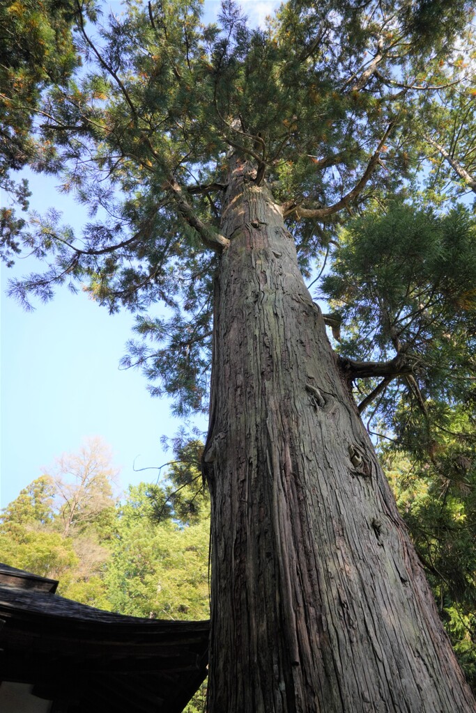 これが君の名はの時代間です。