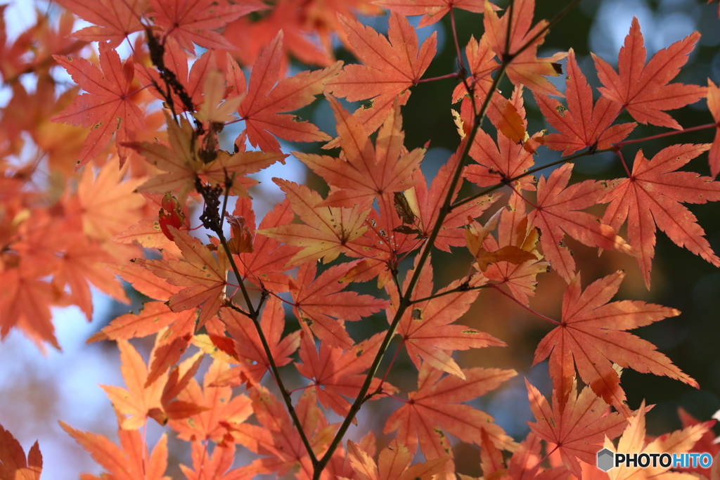 紅葉