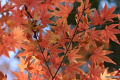 紅葉