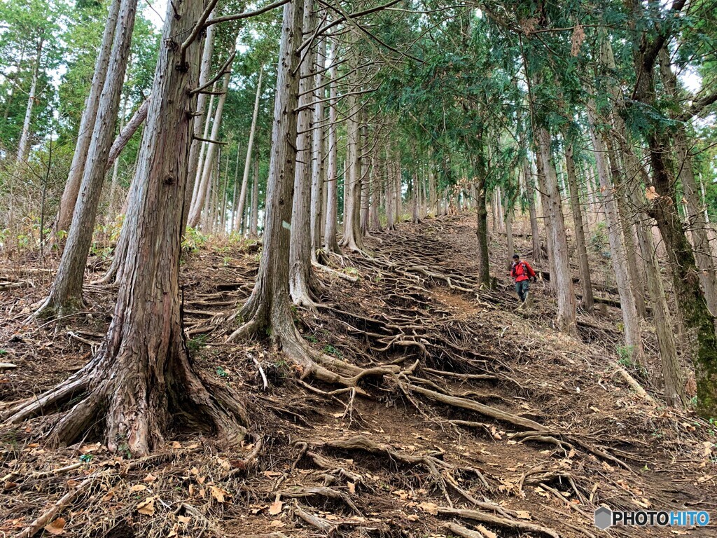 高尾山の山道