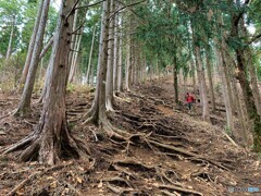 高尾山の山道