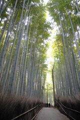 京都の竹林