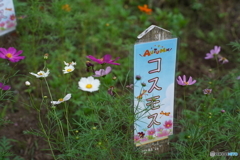 きっとコスモス！