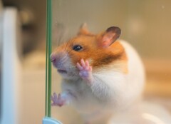 パントマイム